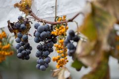 img_9781