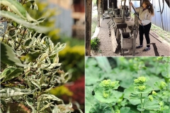 101551661_2879124812406656_7541277889564508160_n